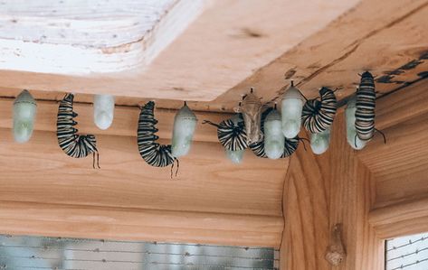 Raising Butterflies At Home, Lana Butterfly, Raising Caterpillars, Monarch Habitat, Butterfly Raising, Garden Tutorials, Monarch Butterfly Habitat, Butterfly Eggs, Gardening Style