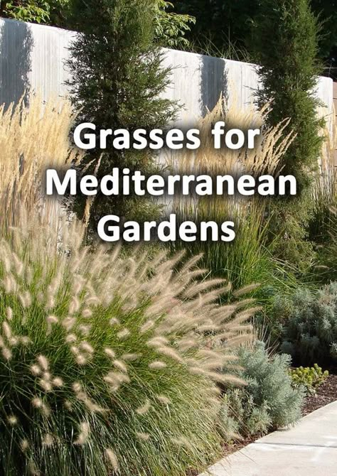 Front Yard Christmas, Modern Mediterranean Garden, Lawn Edging Ideas, Mediterranean Landscape Design, Mediterranean Gardens, Mediterranean Garden Design, Coastal Landscaping, Tuscan Garden, Spanish Garden