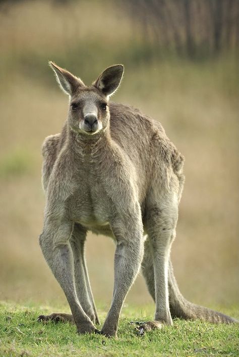 Imposing male eastern gray kangaroo. Male Kangaroo, Eastern Grey Kangaroo, Grey Kangaroo, Aussie Animals, Elephant Shrew, Tasmanian Devil, Australian Animals, Nature Journal, Natural History