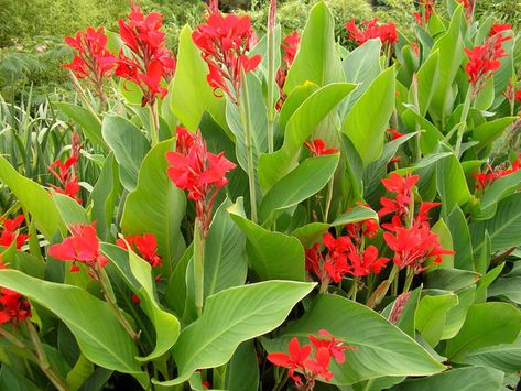 Indian Shot (Canna indica) — Center for the Study of the Built Environment Lily Varieties, Plants To Attract Hummingbirds, Canna Bulbs, Lily Seeds, Longfield Gardens, Canna Lily, Yellow Blossom, Red Indian, Red Blossoms