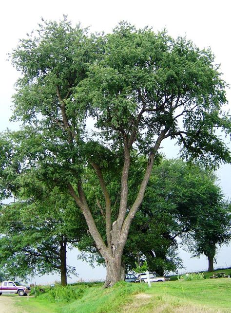 cherry tree picture Prunus Serotina, Cherry Types, Cherry Blossom Images, Shades Of Wood, Hyacinth Bean Vine, Black Cherry Tree, Tree Pictures, Bing Cherries, Banana Flower