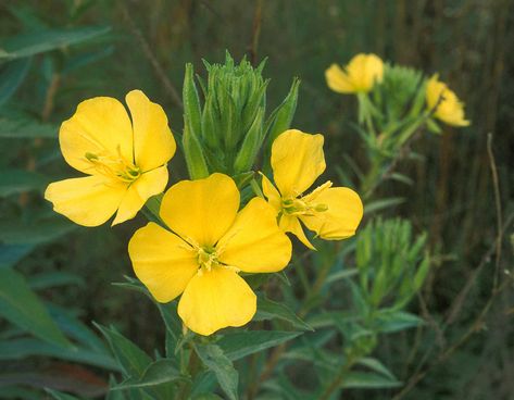 Missouri Wildflowers, Primrose Flowers, Primrose Plant, Evening Primrose Flower, Seed Starting Mix, Invasive Plants, Seed Saving, Plant Spacing, Evening Primrose