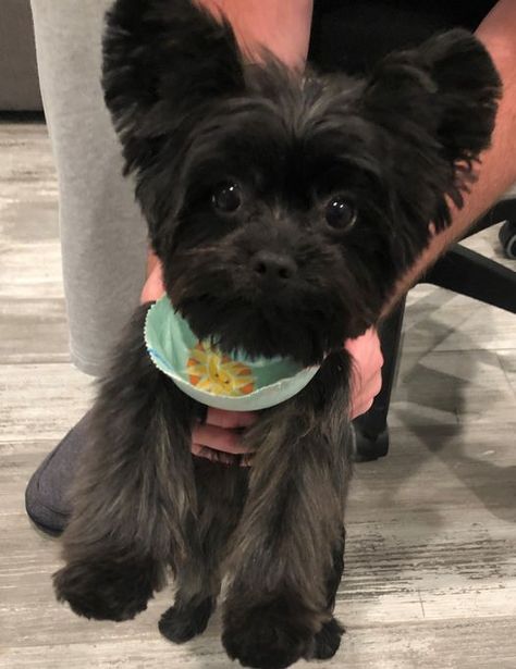 Morkie Haircut, Morkie Haircuts, Black Yorkie, Yorkie Pictures, Monkey Pet, Yorkie Poo, Yorkshire Terriers, Baby Monkey, Addams Family