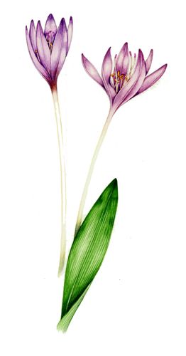 Botanical illustration of Autumn crocus showing parallel venation of leaves Small White Flowers, Painting Workshop, Paint Cards, Botanical Painting, Scientific Illustration, Botanical Flowers, Mural Art, Botanical Illustration, White Painting