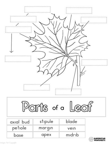 Free Parts of a leaf worksheets for kids. Label the leaf activity pages, cut & paste worksheets, coloring pages, notebooking pages and more. Parts Of A Leaf Worksheet, Leaf Worksheet, Leaf Investigation, Leaf Anatomy, Leaf Lesson Plans, Parts Of A Leaf, Leaf Activity, Agriculture Classroom, Leaf Lessons