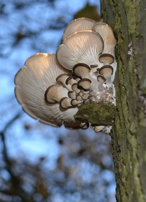 Nature Hearts, Hidden Hearts, Hearts In Nature, Dali Paintings, Hearts Everywhere, Heart In Nature, Mushroom Fungi, I Love Heart, Spirit Animals