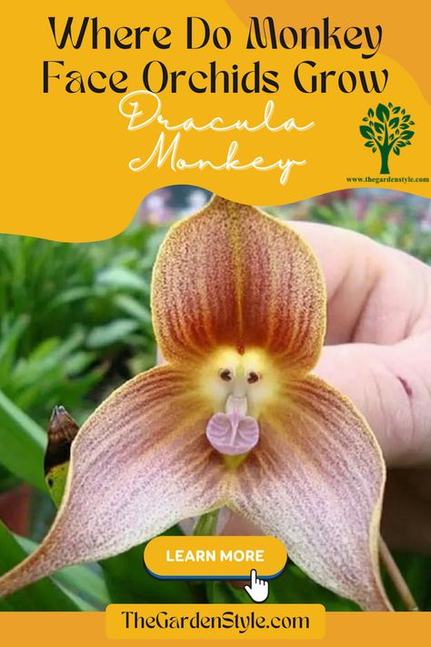 This pin shows an amazing dracula monkey orchid in details. The title is: Where do Monkey Face Orchids Grow? Dracula monkey guide. Read more at The Garden Style Website. Visit thegardenstyle.com. Monkey Orchid, Daniel Smith Watercolor, Orchid Seeds, Drawing Pencils, Strange Flowers, Monkey Face, Growing Orchids, Blue Orchids, Unusual Flowers