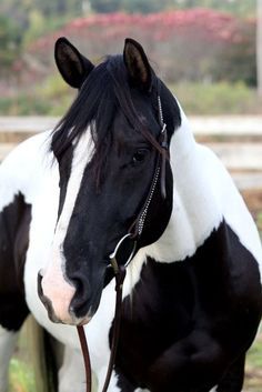 Black and white Paint horse, Pinto, gorgeous pretty face with a white blaze. Cheval Pie, American Paint Horse, Pinto Horse, Paint Horse, American Paint, Most Beautiful Horses, Most Beautiful Animals, Majestic Horse, Horses And Dogs