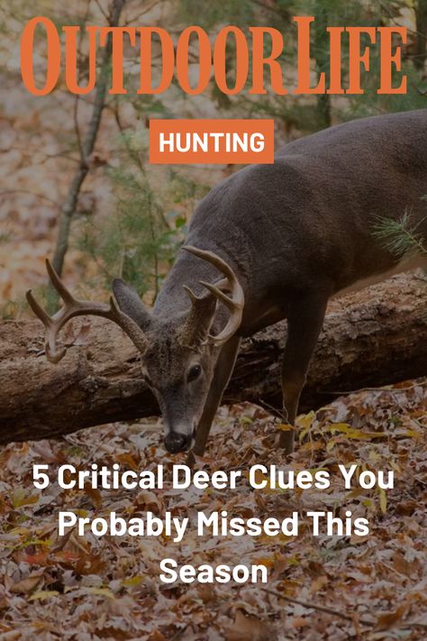 Often the simplest clues in deer hunting are the ones most easily overlooked. Here are 5 ways to change your buck hunting success. Bow Hunting Deer, Buck Hunting, Whitetail Deer Hunting, Hunting Guide, Big Deer, Big Buck, Deer Hunting Tips, Quail Hunting, Deer Hunting Gear