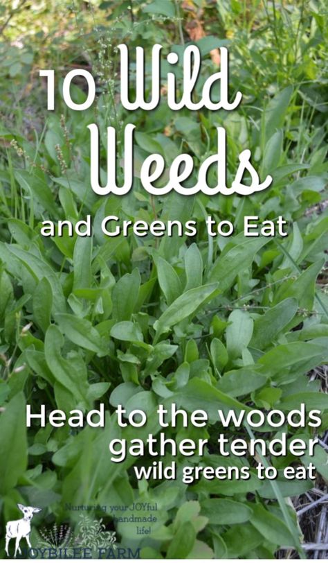 Before the days of vitamins, multinational drug/chemical companies, and factory farming, homesteaders headed out to the woods and fields as soon as the spring turned to gather tender wild greens to eat. Eatable Plants, Plantain Plant, Sorrel Plant, Bushcraft Tools, Wild Gardens, Edible Weeds, Eat Green, Wild Foraging, Wild Food Foraging