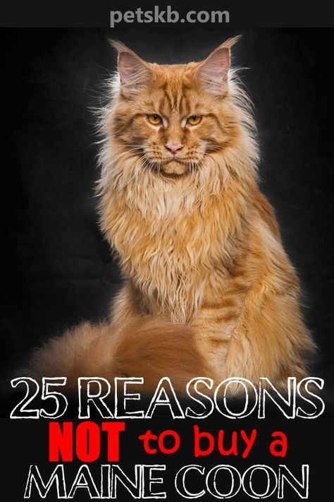 Digital Art Person, Mancoon Cats, Maine Cooney Cats, Art Person, Sleepy Cat, Cat Behavior, Fluffy Cat, Cute Dogs And Puppies, Cat Shelter