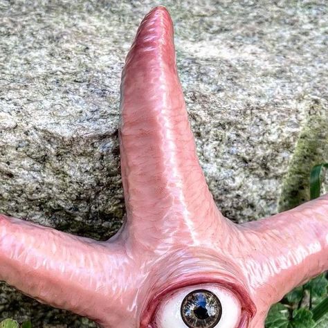 Michael Adams on Instagram: "No, this is Patrick ⭐️👁 
.
.
.
.
#star #starfish #eye #eyeball #eyeart #eyeballart #art #arts #artist #igart #igartist #instaart #instaartist #artistsoninstagram #sculpture #sculpting #polymerclay #creature #weird #bizarre #oddities #creepy #creepyart #horror #horrorart" Industrial Ceramics, Eyeball Art, Dream Apartment Decor, Patrick Star, Creepy Art, Dream Apartment, Eye Art, Horror Art, Insta Art