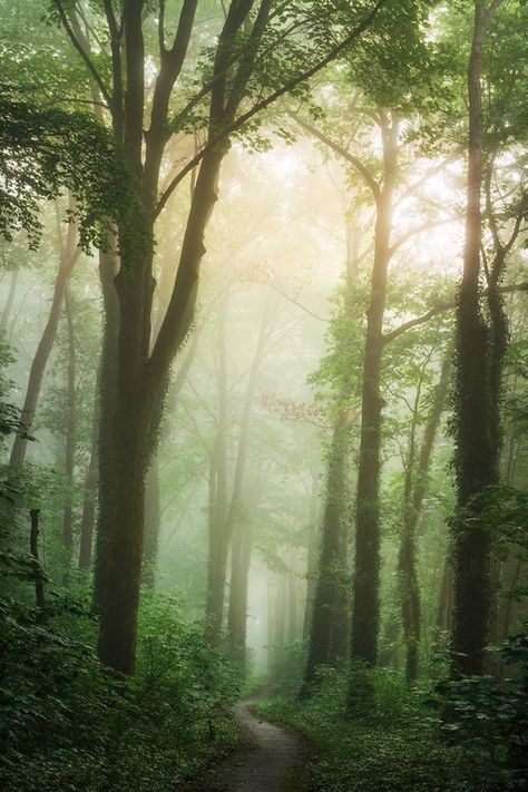 English Forest, Scary Woods, Forest Morning, Green Morning, Forest Living, Dark And Stormy Night, House Finch, Dark And Stormy, Wooded Landscaping