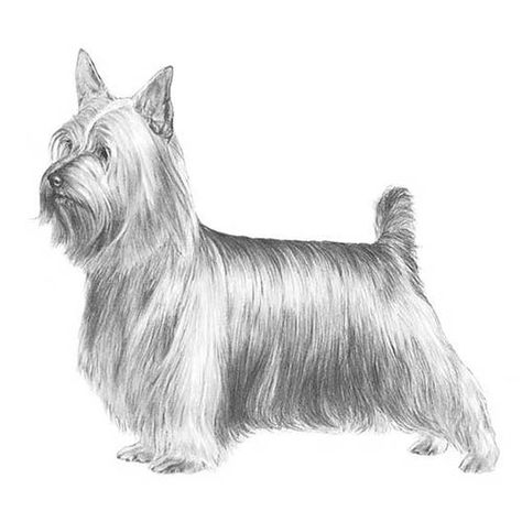 Australian Silky Terrier, Pet Psychic, Drawing Dogs, Akc Breeds, Skye Terrier, Doggie Treats, Yorkie Terrier, Silky Terrier, Terrier Breeds