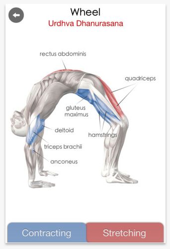 Urdhva Dhanurasana, Yoga Alignment, Hata Yoga, Yoga Muscles, Anatomy Illustration, Wheel Pose, Meditation Inspiration, I Love Yoga, Yoga Anatomy