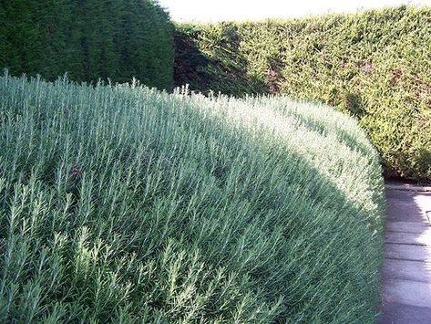 Buy Rosemary Plants | Rosemary Hedges (Rosmarinus Officinalis) | Hope Grove Rosemary Hedge, Edible Hedge, Fast Growing Hedge Plants, Hedges Landscaping, Hedge Trees, Hedge Plants, Fast Growing Hedge, Tattoo Plant, Garden Hedges