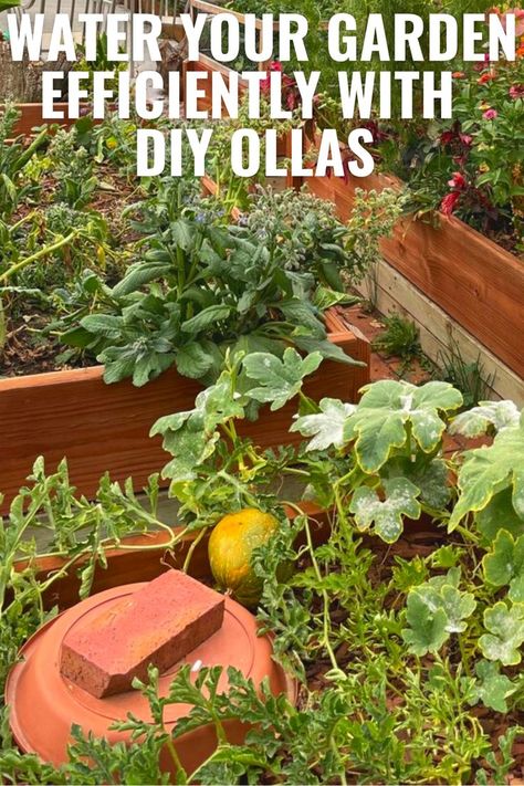 Learn a unique and easy way to water your garden by making an olla. These porous clay vessels provide consistent water over time making them a time saver! Follow my step by step DIY! ollas irrigation DIY. olla. DIY olla watering pots. ollas irrigation. ollas irrigation how to make. ollas irrigation raised beds. ollas irrigation how to use. clay pot irrigation. clay pot irrigation self watering. diy clay pot irrigation. Clay Pot Irrigation Self Watering, Diy Olla Irrigation, Diy Ollas How To Make, Ollas Irrigation Diy, Ollas Irrigation, Diy Olla, Olla Watering, Olla Irrigation, Raised Garden Beds Irrigation