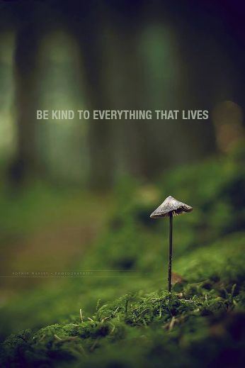 Citation Nature, Community Quotes, Motivation Positive, Peace Happiness, Hippie Life, Nature Quotes, Be Kind, Mother Earth, Motivation Inspiration