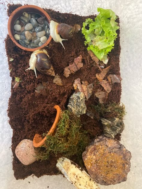 Land Snail Enclosure, Pet Slug Habitat, Giant Snail Pets, Pet Garden Snail, Snail Cage Ideas, Snail Habitat Diy, Giant African Land Snails Tank, African Land Snail Tank Ideas, Land Snail Terrarium