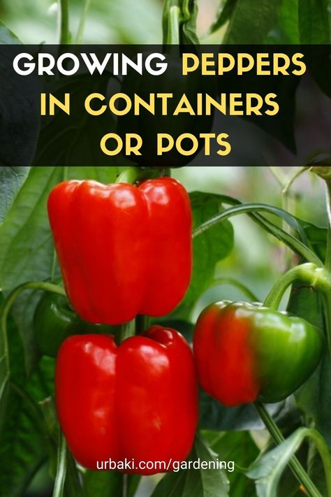 Peppers Make Wonderful Container Plants! In this video, I show you right from seed how to grow your own Peppers plants right in 5 gallons or larger containers or pots. Peppers germinate well and transplant even better. Let's do this in two stages where we first germinate the Pepper seeds using two different methods, then move those seedlings into a 4" transition pot, finally making it to our large pot or container 1.5 to 2 months later. #urbakigardening #growingpeppers #peppersincontainers Planting Green Peppers From Seeds, Overwintering Pepper Plants, Bell Pepper Growing Tips, How To Start Bell Peppers From Seed, Grow Bell Peppers From Scraps, Regrow Vegetables, Growing Peppers, Edible Gardening, Gardening Vegetables