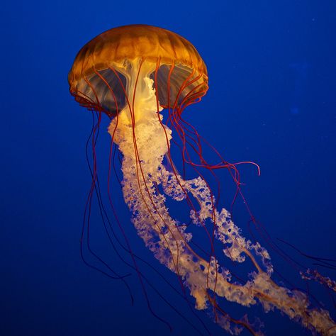 Jelly Fish Pictures, Fishes Aesthetic, Medusa Animal, Orange Characters, Jelly Fishes, Yellow Jellyfish, Orange Jellyfish, Jellyfish Pictures, Orange Jelly