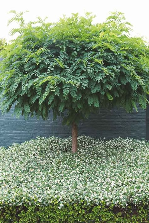 Ground cover: plants for down low | Centenary Landscaping Star Jasmine Ground Cover, Jasmine Ground Cover, Tree Star, Star Jasmine, Landscaping Supplies, Ground Cover Plants, White Gardens, Garden Pool, Garden Trees