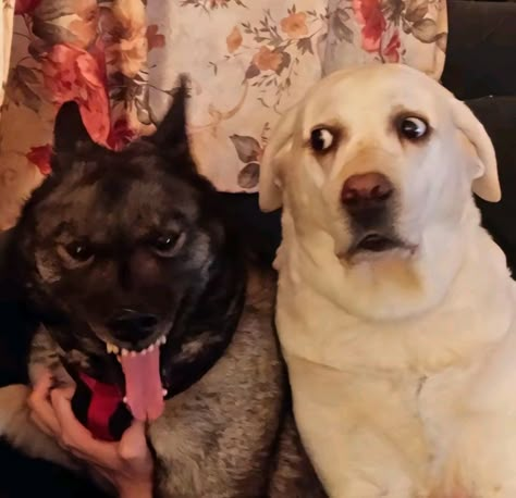 Silly Dog Photos, Two Dogs Funny, Dog Pfp Cute, Two Dogs Aesthetic, Funny Duo Pictures, Chaotic Animals, Funny Duo Poses, Matching Pfp Animals, Puppy Gf