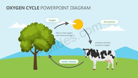 Oxygen Cycle PowerPoint Diagram Check more at https://pslides.com/templates/oxygen-cycle-powerpoint-diagram/ Oxygen Cycle Project, Oxygen Cycle Diagram, Carbon Dioxide Oxygen Cycle, Carbon Dioxide Cycle, Oxygen Cycle, Coordinates Math, Science Diagram, Halloween Coordinate, Water Cycle Worksheet