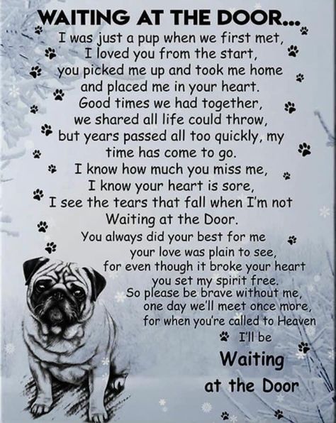 Pug Love Quote, Pug Quotes Love, Pug Sayings, Pugs Drawing, Pug Memorial, Losing A Pet Quotes, Pug Facts, Pug Quotes, Pug Breed