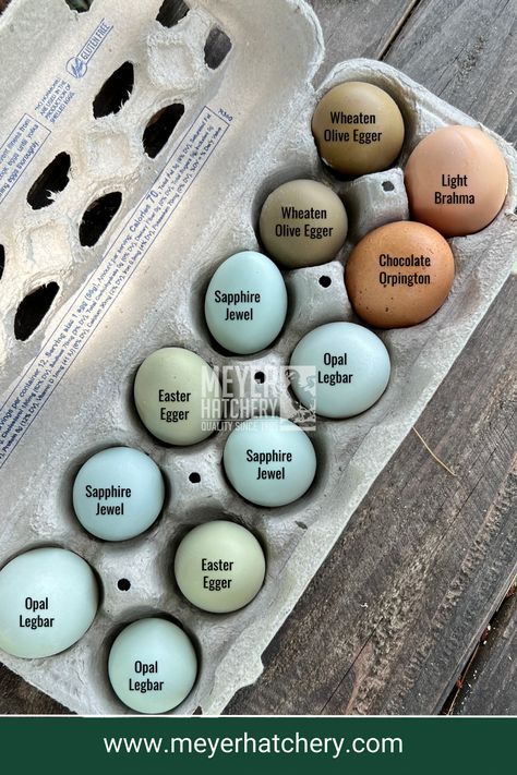 What a wonderful variety of colored chicken eggs! Colored Chicken Eggs, Olive Eggers, Chicken Egg Colors, Light Brahma, Olive Egger, Chicken Raising, Ranch Living, Easter Eggers, Raising Canes