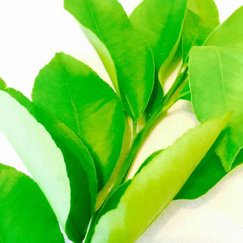 Lime Leaves, Acid Reflux, Lower Blood Pressure, Lungs, Tea Recipes, Blood Pressure, Superfoods, Healthy Drinks, Plant Leaves