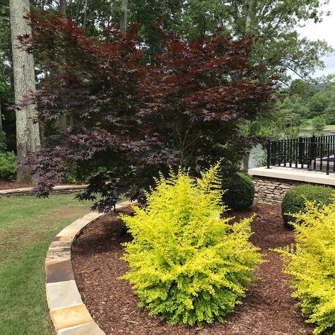 Lorapetulam Landscaping, Sunshine Ligustrum Landscaping, Purple Scheme, Yellow Shrubs, Sunshine Ligustrum, Backyard Plans, Front Yard Plants, Yard Plants, Backyard Plan