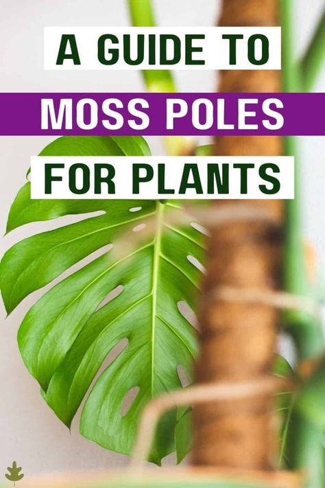 Moss Poles For Plants, Making A Moss Pole, How To Use A Moss Pole Monstera, Moss Pole, Pothos On Moss Pole, Moss Pole Monstera, Moss Pole For Monstera, Philodendron Moss Pole, Plant Moss Pole