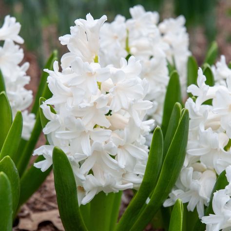 Hyacinth Aiolos is a bright white hyacinth. Carnegie has long been the dominant white hyacinth, but Aiolos is just as good. Hyacinth Bulbs, White Hyacinth, Plant Bulbs, Crocus Bulbs, Amaryllis Bulbs, Daffodil Bulbs, Bulbs Indoor, Tulip Bulbs, Spring Air