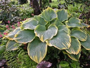 Hosta Sagae is an award winning large leaf Hosta that makes an impressive mound… Giant Hosta, Hosta Varieties, White Flower Farm, Hosta Gardens, Hosta Plants, Shade Perennials, Shade Plants, Lavender Flowers, Shade Garden