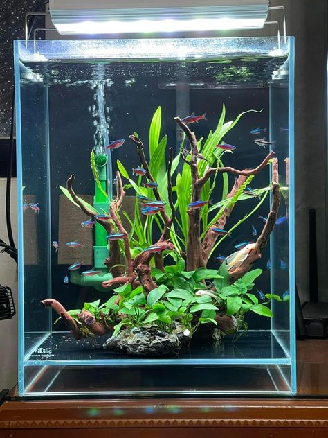 Nano Tank Aquascape, Nano Tank Aquascape Ideas, Square Aquarium, Cube Aquarium, Biotope Aquarium, Aquarium Architecture, Aquarium Garden, Aquarium Set, Fish Tank Terrarium