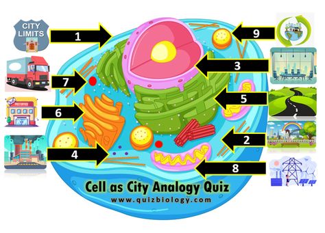 Cell Parts And Functions, Parts Of A Cell, Cell Analogy, Animal Cell Structure, Cell Biology Notes, Cell Structure And Function, Plant Cell Structure, Cell City, Nuclear Membrane