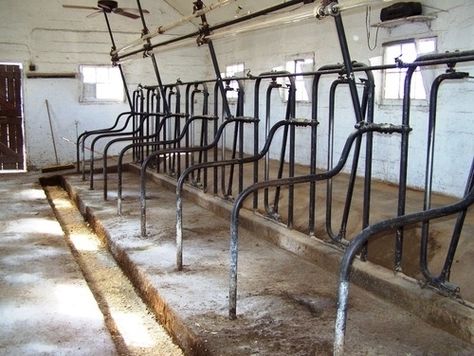 Stanchions in the barn of a dairy farm Cow Stall, Dairy Farm Design, Milk Stanchion, Cow Barn, Small Cow, Cow Shed, Dairy Farming, Farm Images, Farm Implements