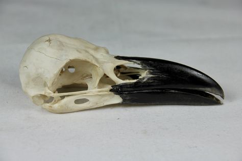 Icelandic raven skull - taxidermy treated Skull Taxidermy, Animal Skeletons, Ren Fair, Raven Skull, 3 Characters, Bird Skull, Side Profile, Animal Skulls, Taxidermy