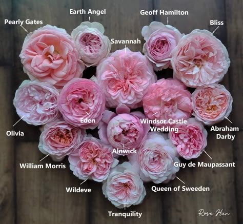 Summer Romance Rose, Different Roses, Rose Garden Design, Peaceful Day, Gardening Inspiration, Heirloom Roses, Types Of Roses, Memorial Flowers, Outdoor Landscape