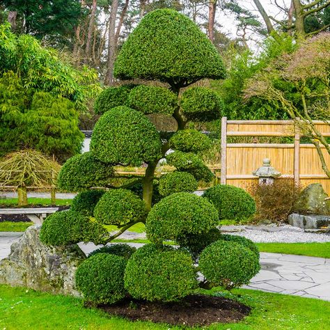 Evergreen Topiary Trees, Garden Flooring, Fancy Plants, Japanese Garden Style, Garden Ideas Uk, Garden Topiary, Japanese Inspired Garden, Outdoor Topiary, Japanese Style Garden