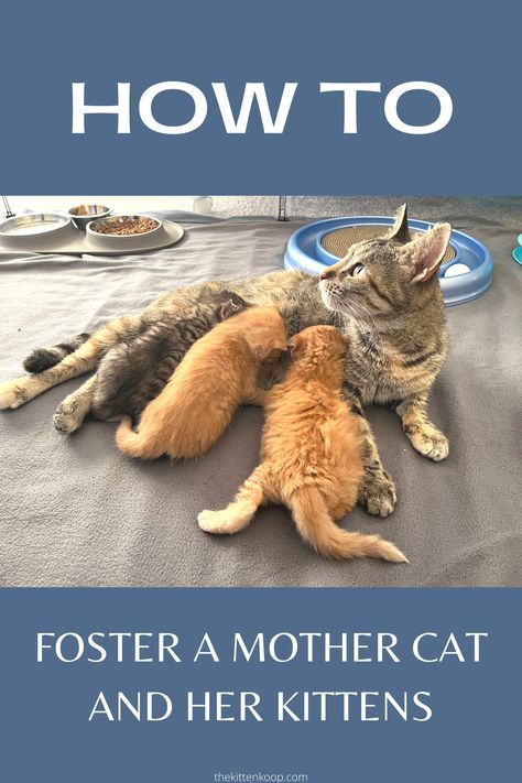 Momma Cat And Kittens, Foster Kitten Room Ideas, Foster Kittens Setup, Mom Cat And Kitten, Fostering Cats, Kitten Fostering, Fostering Animals, Taking Care Of Kittens, Cat Foster