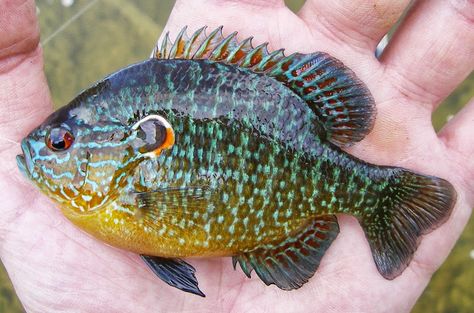 Ben Cantrell's fish species blog: Warmouth, blackside darter ... Freshwater Fish Photography, Blue Gill Fish, Longear Sunfish, Fishing Lures Art, Fish Reference, Fish Chart, Fairfax County Virginia, Crappie Fishing Tips, Custom Fishing Lure