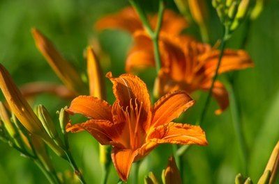 How To Plant Roses, Orange Lilly, Lilly Garden, Amending Clay Soil, Orange Day Lilies, Red Yellow Orange Flower Garden, Lily Flower Orange, Lily Images, Front Yard Flowers