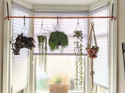 Using copper pipe to create a hanging plant area in a bay window Plant Window Hanging Ideas, Hanging Plant By Window, Plant Curtains Ideas, Bay Window Hanging Plants, Windowsill Living Room, Hanging Plant Shelf In Front Of Window, Bay Window Ideas Plants, Hanging Plants In Bay Window, Big Window Plant Display