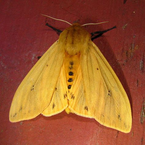 Wooly Bear Caterpillar - Isabella Tiger Moth Tiger Moth Tattoo, Hamilton College, Wooly Bear Caterpillar, Butterfly And Moth, Woolly Bear, Tiger Moth, Cool Bugs, Moth Tattoo, Inspirational Artwork