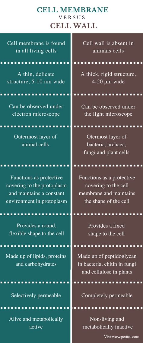 Cell Wall Notes, Cell Membrane Notes, Cell Structure And Function Notes, Cell Wall Structure, Cell Biology Notes, Cell Membrane Structure, Plant Cell Structure, Biology Teaching, What Is Cell