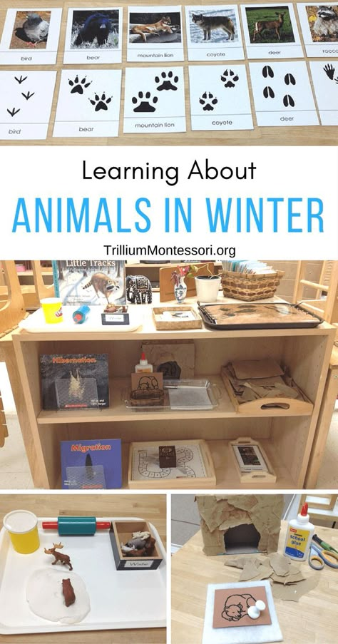 Preschool Activities for learning about Animals in Winter Hibernation Preschool Activities, Winter Animals Preschool, Hibernation Preschool, Hibernation Activities, Learning About Animals, Winter Animal Crafts, Animals In Winter, Winter Science, Animal Lessons