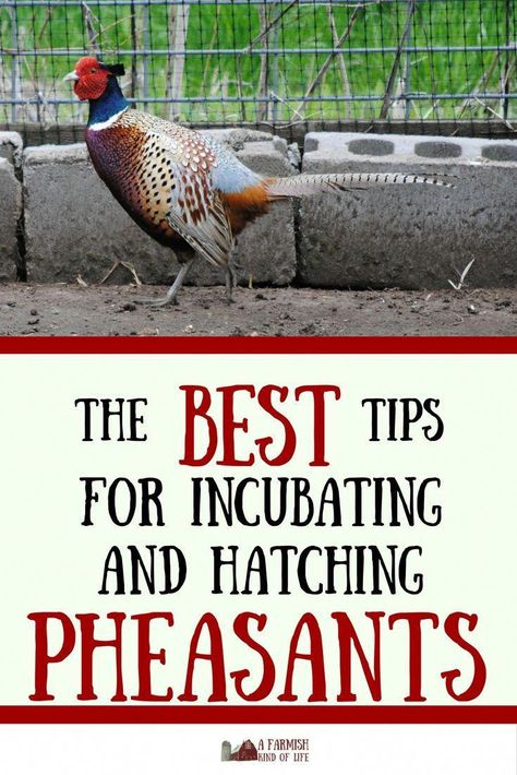 🔥 [QUICK]=>  If you are truly in love with chicken runs ideas pens Hen house, i’m with you.Many people learnt a hard way while building a simple chicken penfor their chickens because they learnt about this TOO LATE,click on the picture to learn more about it now. This won’t last long Cheap Chicken Run, Raising Pheasants, Chicken Run Plans, Pheasant Farm, Pheasant Eggs, Raising Turkeys, Raising Quail, Raising Farm Animals, Quail Hunting