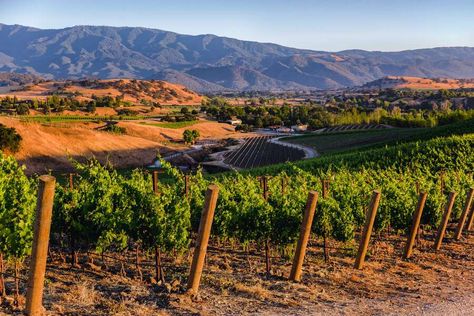 Best Santa Barbara Wineries: All the Places Worth the Drive From LA - Thrillist Santa Barbara Wineries, Downtown Santa Barbara, Santa Ynez Valley, San Ysidro, Good Wine, Santa Ynez, Luxury Resorts, Santa Barbara California, Miramar Beach